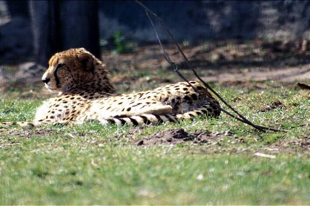 picture-0010